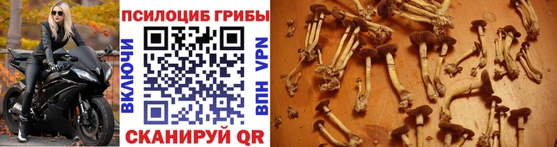 Псилоцибиновые грибы мухоморы  где продают   Сковородино 